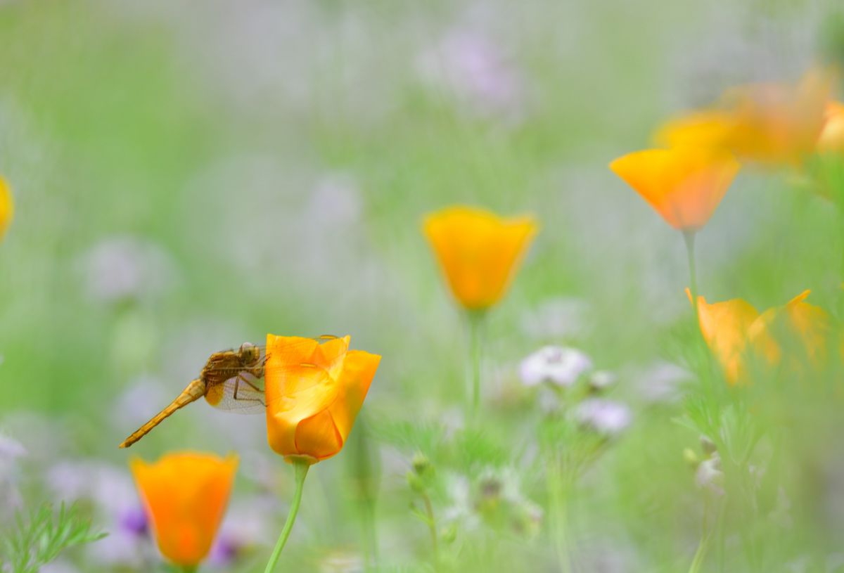 花が好きなとんぼ 動物 虫 昆虫 Ganref 花が好きなとんぼ 動物 虫 昆虫 Ganref