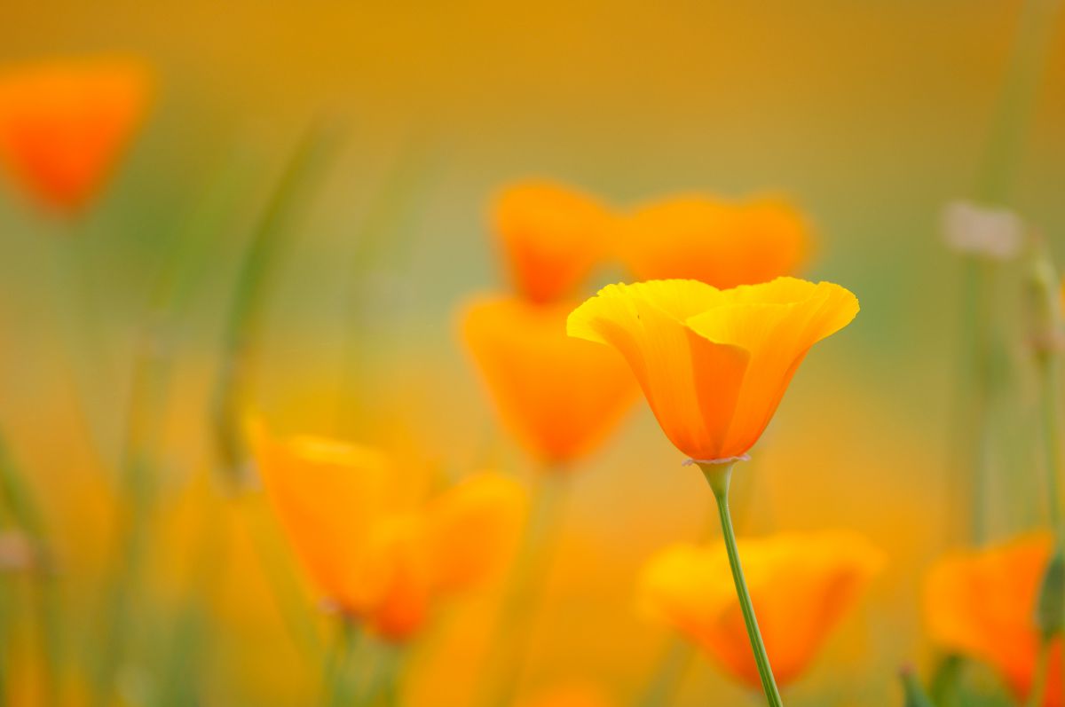 希望 植物 花 花びら Ganref