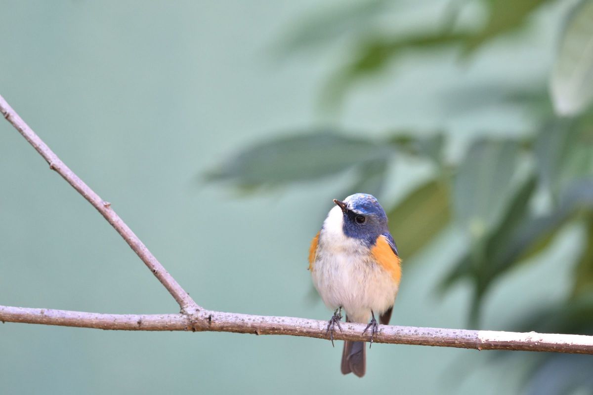 小首を傾げて 動物 鳥類 Ganref
