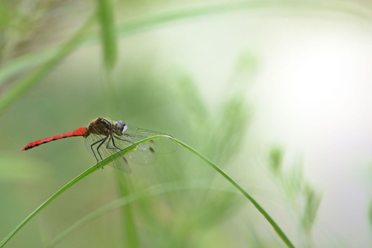 草間でくつろぐ GANREF