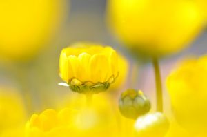 矢車菊 植物 花 花びら Ganref