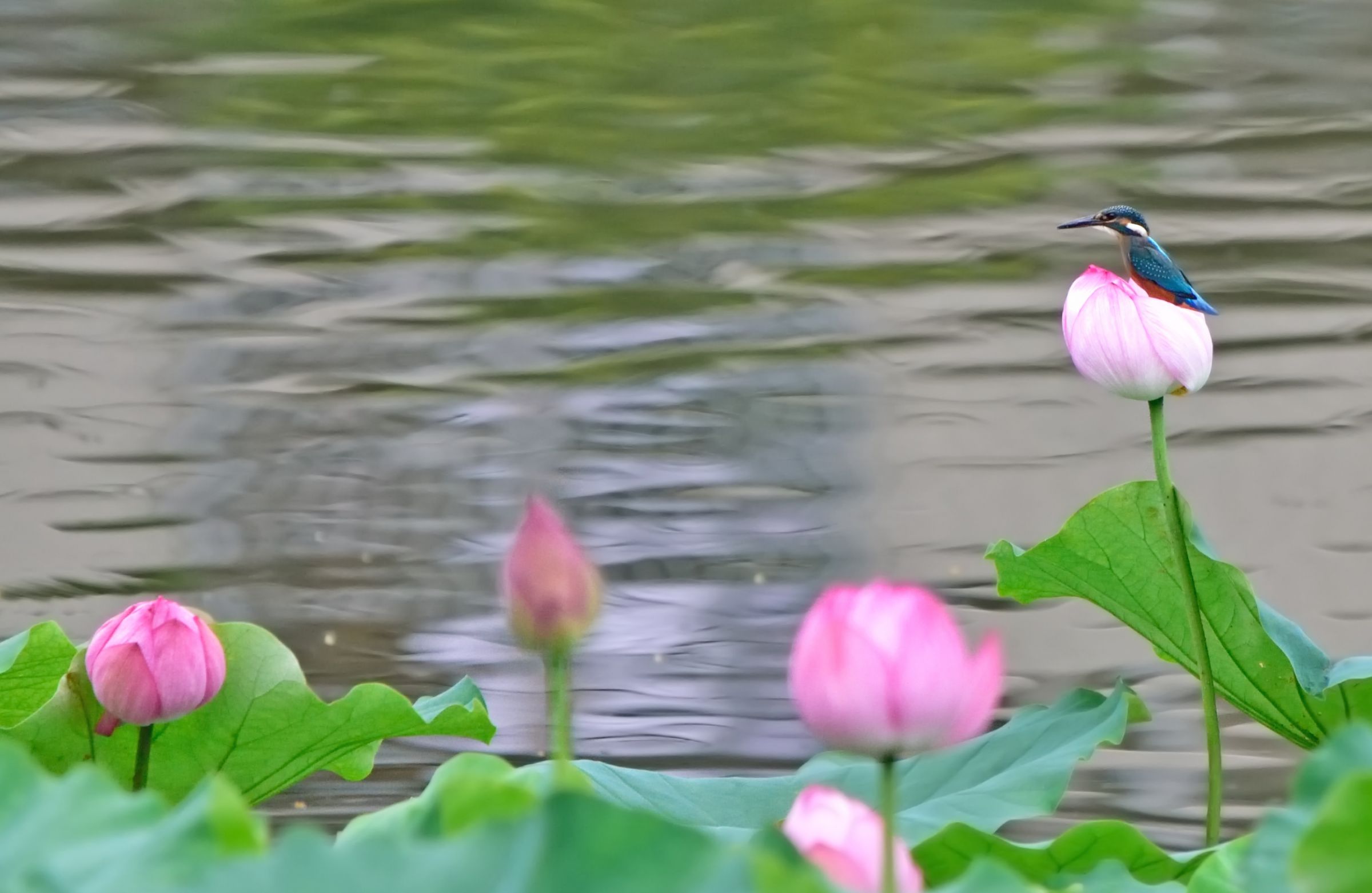 蓮池とカワセミの風景。 | GANREF