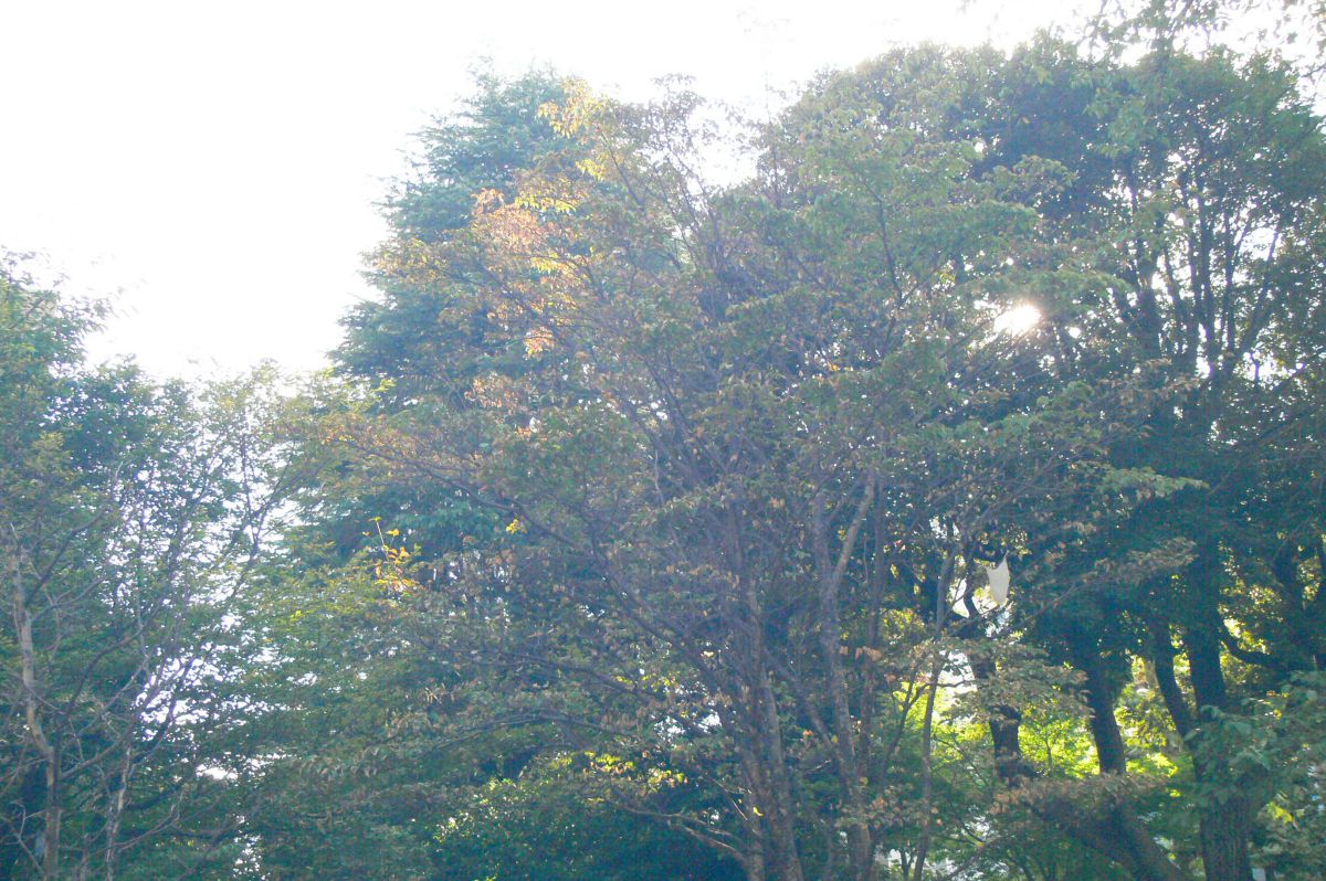 P1000125p.JPG 朝^^あさ | GANREF