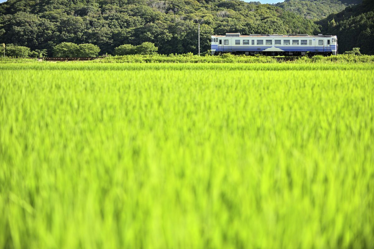 AF-S VR Zoom-Nikkor ED 70-200mm F2.8G（IF）で撮影された写真 | 写真