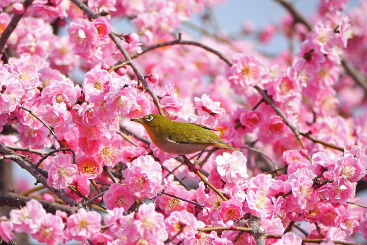 春がきた っ 梅だ メジロだ 動物 鳥類 Ganref 春がきた っ 梅だ メジロだ 動物 鳥類 Ganref