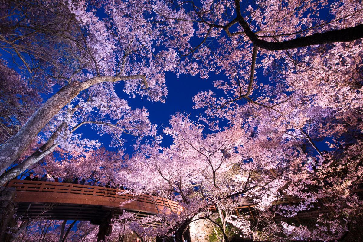 夕闇の桜雲 植物 桜 Ganref