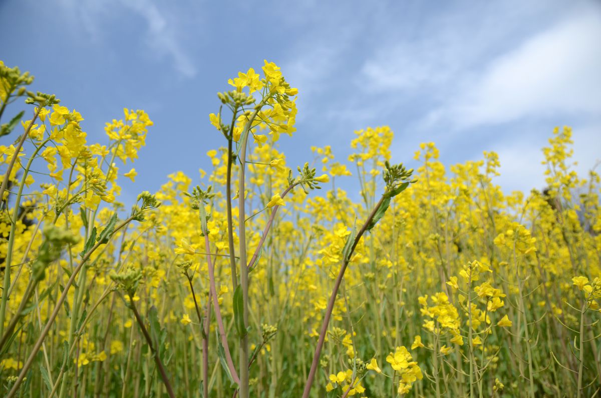 伯方島開山公園の菜の花 植物 花 花びら Ganref 伯方島開山公園の菜の花 植物 花 花びら Ganref