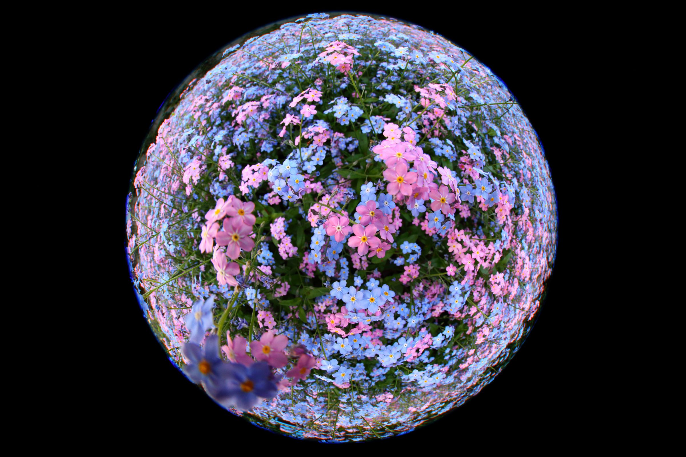 地球と花 花の惑星 | GANREF