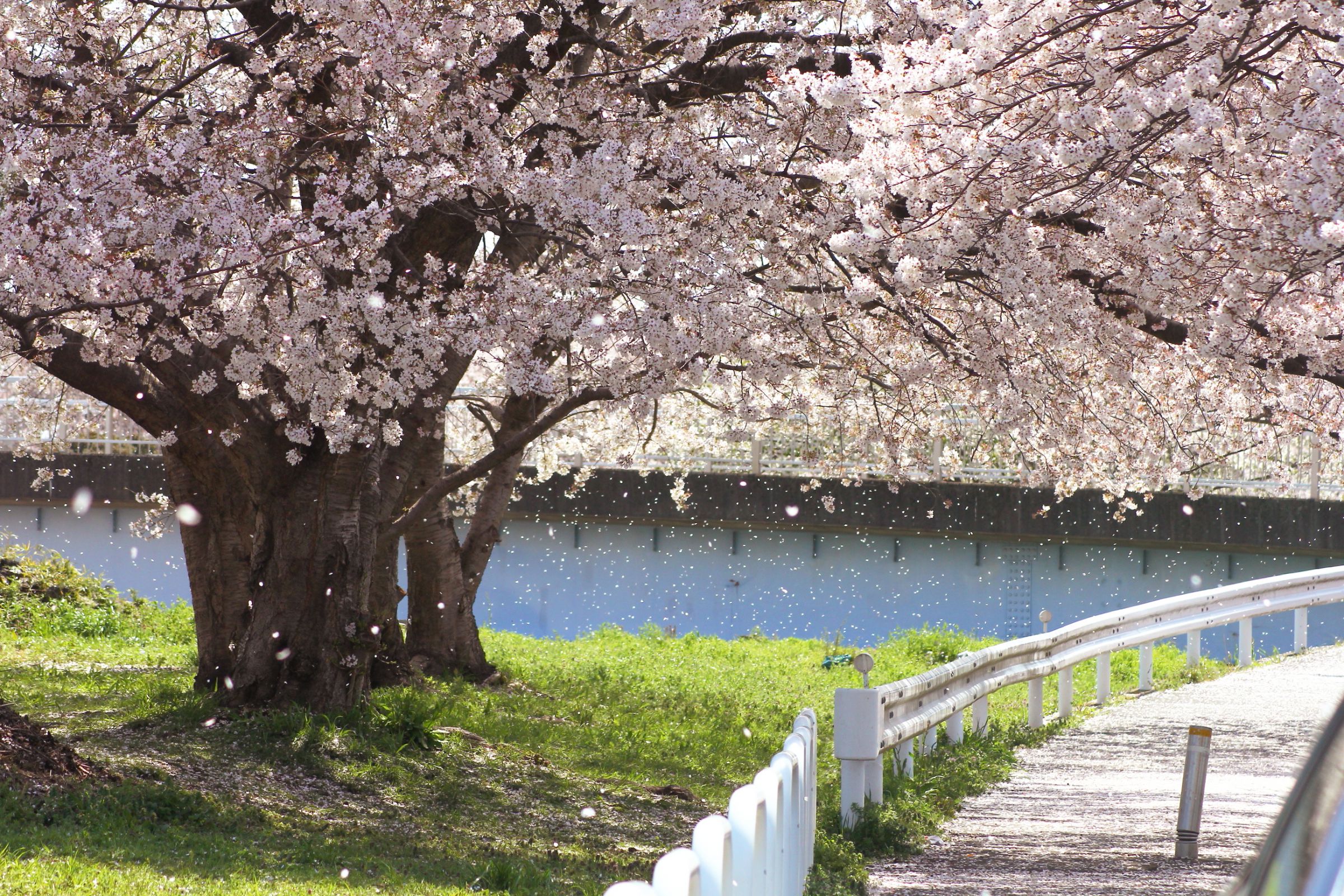ぷうあさま専用（原画）桜舞う海の色 ほか　8点おまとめ 桜舞う花風景】 風景画 壁掛け 原画 桜の絵 絵画 ゆめの 通販