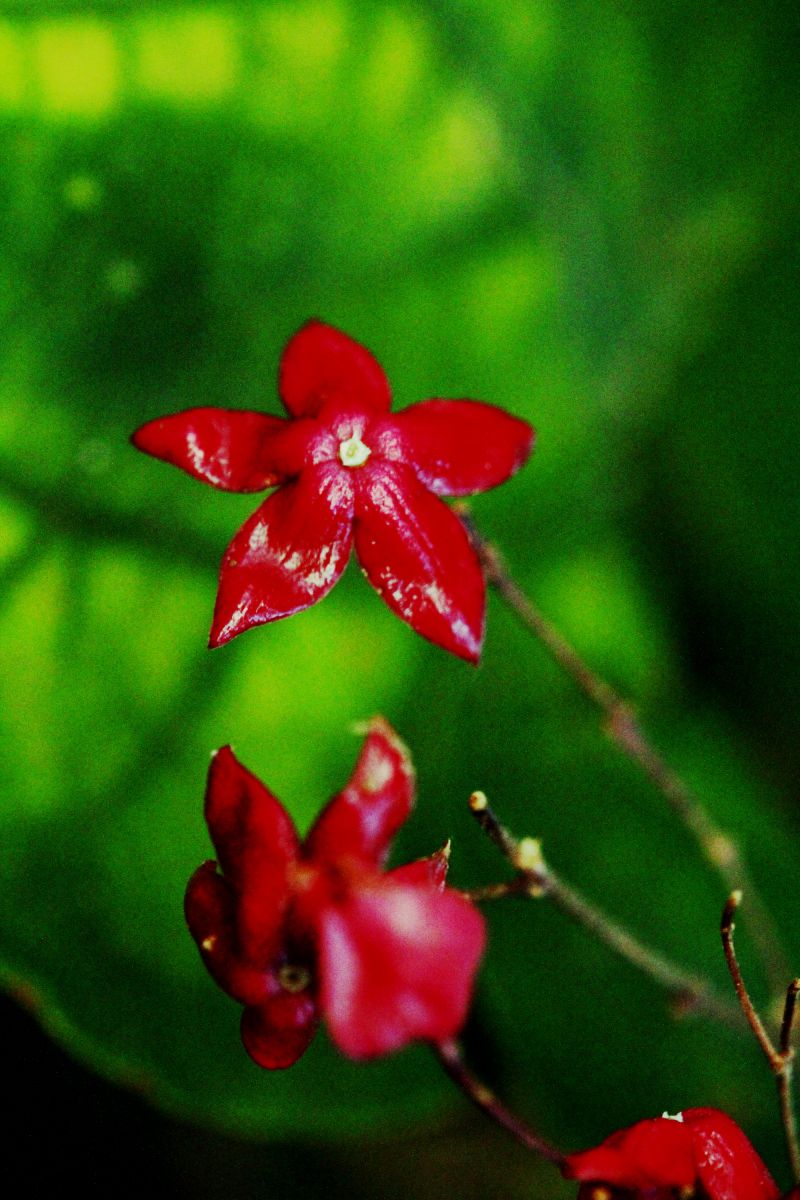 森の迷宮 植物 実 果実 Ganref