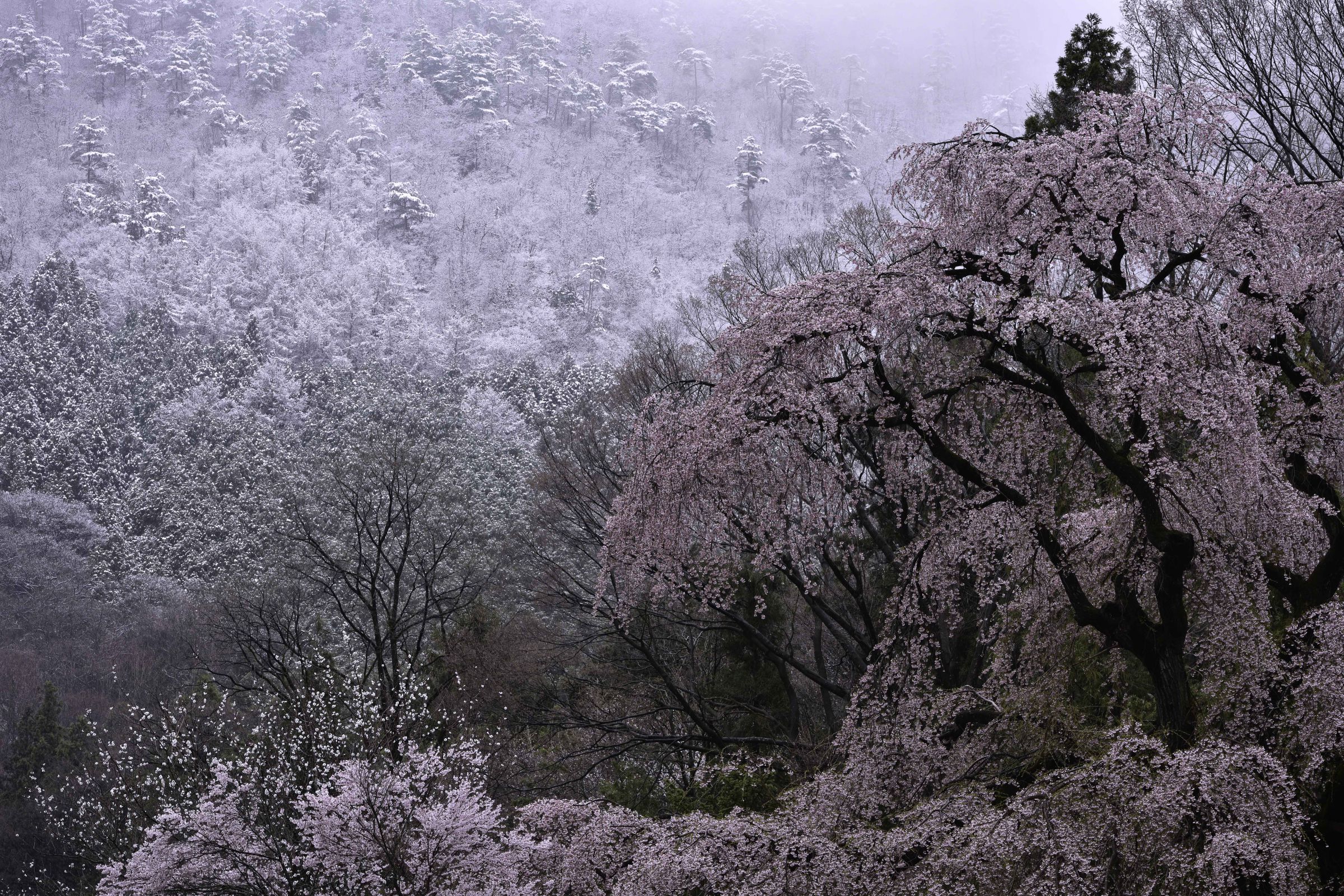 雪中の桜 (長野市若穂／綿内地区） | GANREF