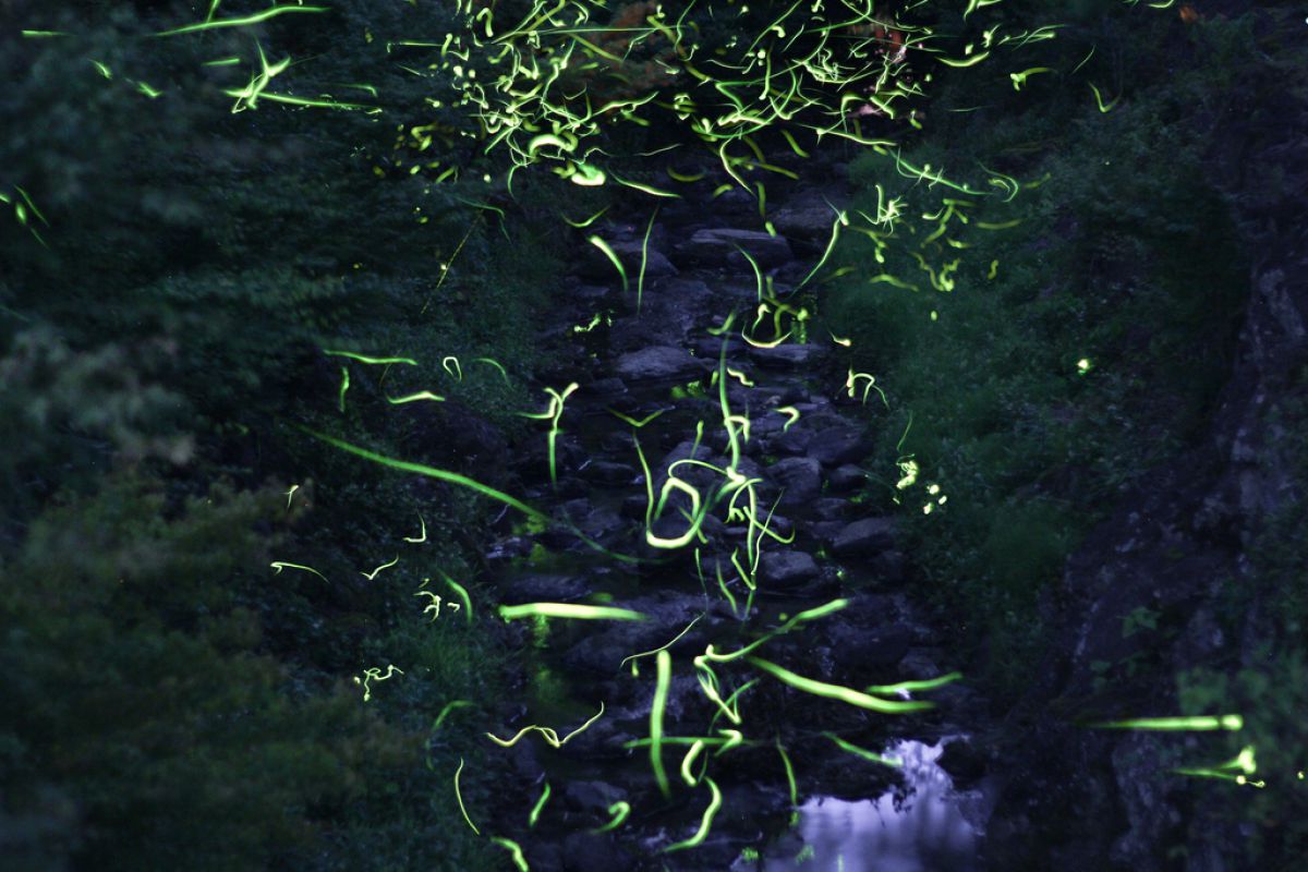 源氏蛍 自然 風景 水辺 Ganref