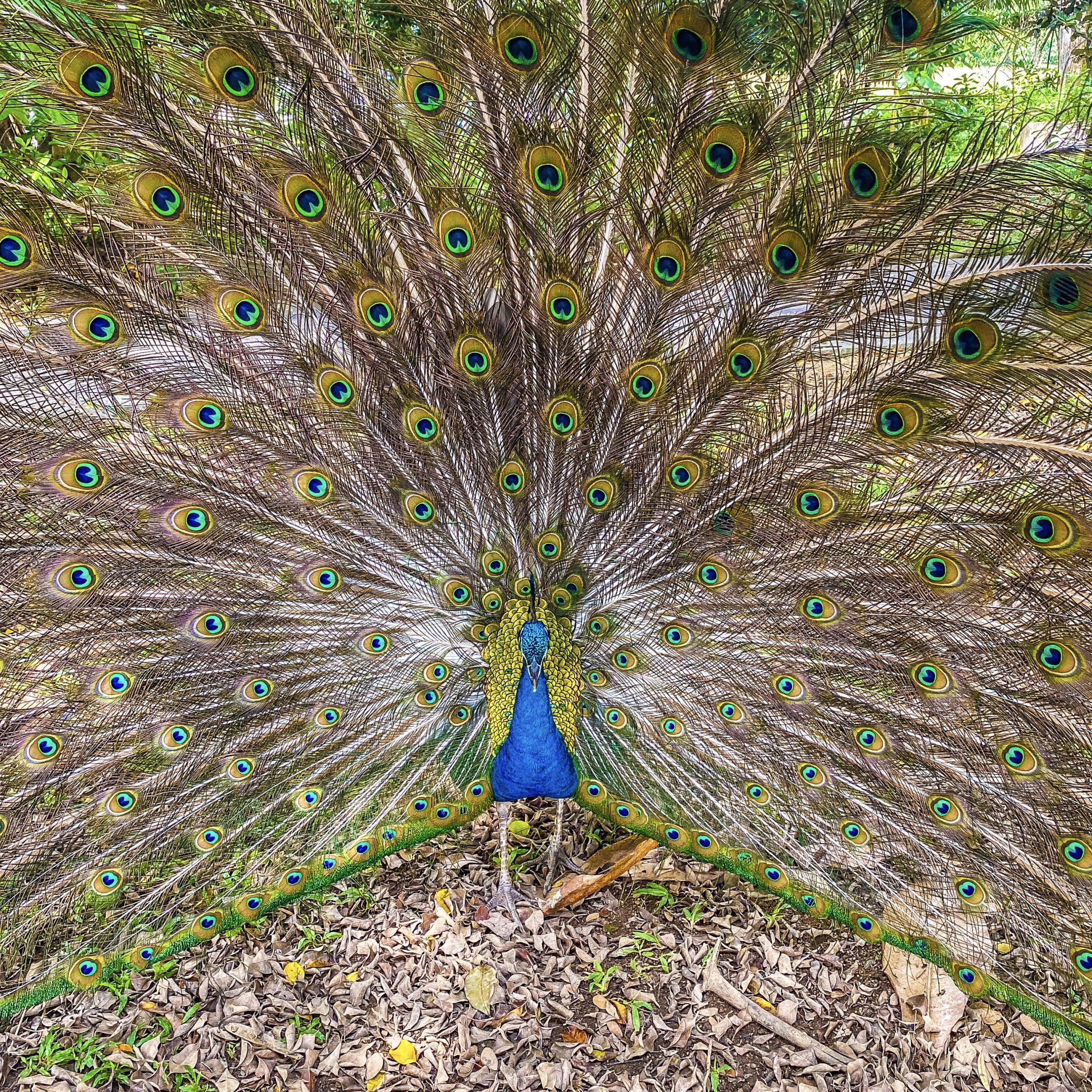 孔雀 14連 土台 リクウ sun-moon-lake-peacock.jpg?w=