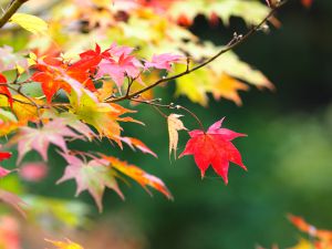 一枚の葉 生花】シマススキの葉(穂なし。葉のみ)【OT】茨城県常陸 - 花材