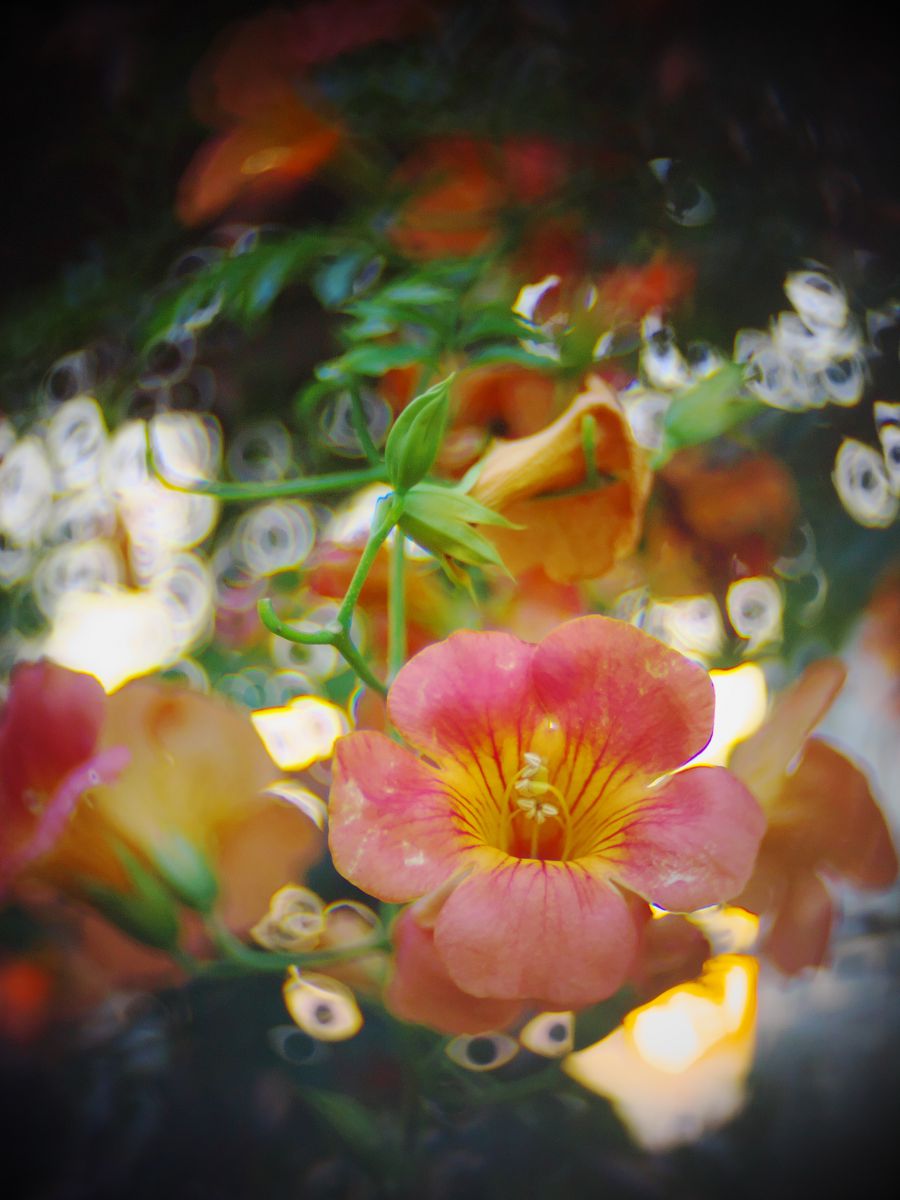 宝石レンズを使ってみたら。 | 植物 > 花・花びら | GANREF 宝石レンズを使ってみたら。 | 植物 > 花・花びら | GANREF