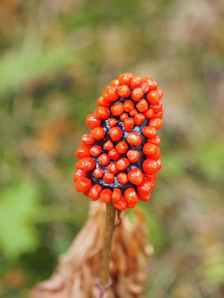 異星人か 植物 実 果実 Ganref