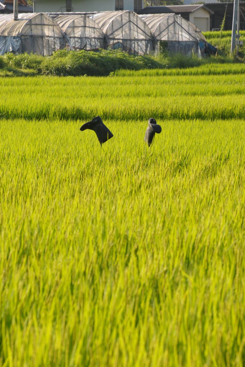 犬神家 自然 風景 その他 Ganref