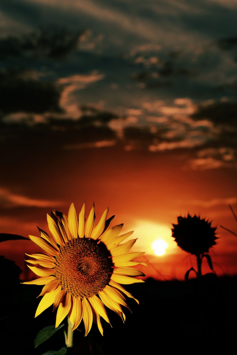 夕日をバックに 植物 花 花びら Ganref