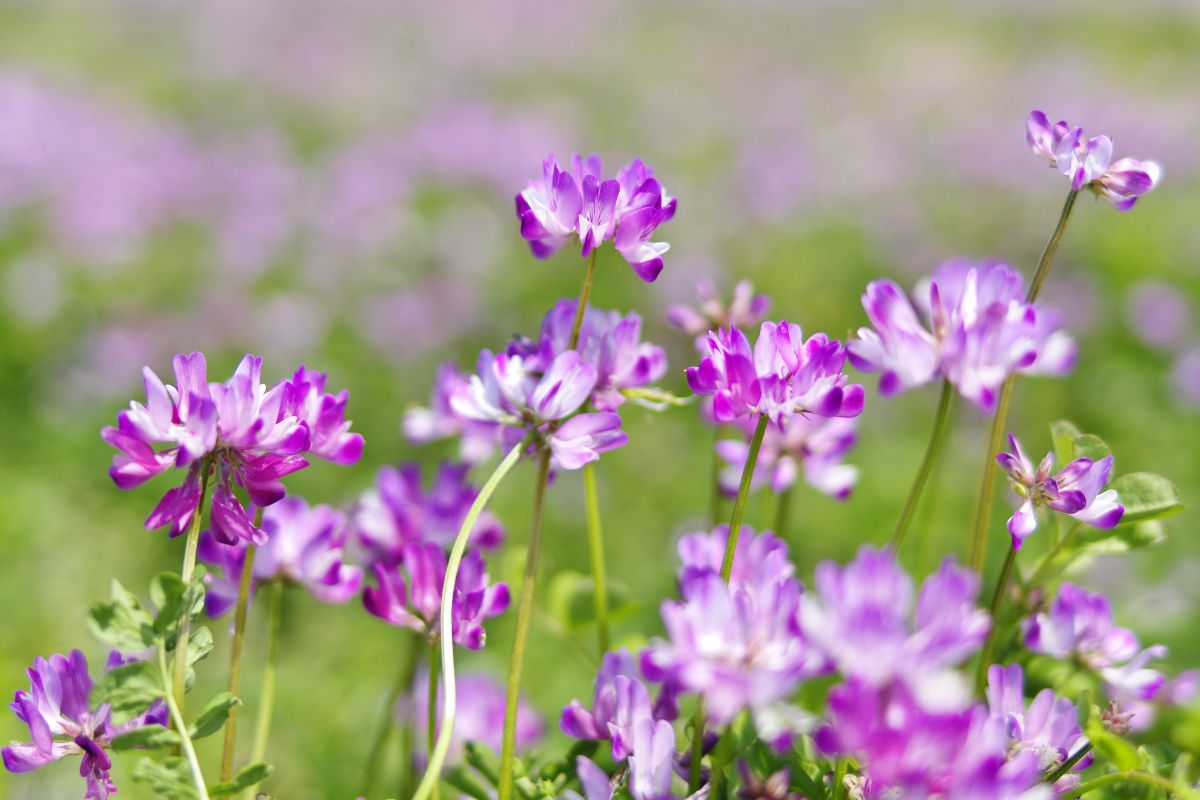 Image Ganref Jp Photos Members M Note 1e36c73d7