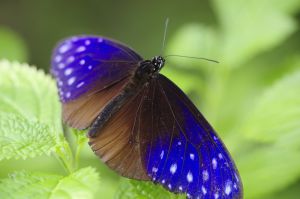 ツマムラサキマダラ  造形作品　粘土造形　昆虫　模型　蝶 品質保証】 ツマムラサキマダラ 造形作品 粘土造形 昆虫 模型 蝶