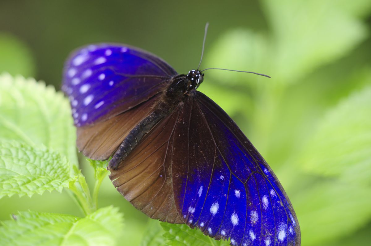 ツマムラサキマダラ 動物 虫 昆虫 Ganref