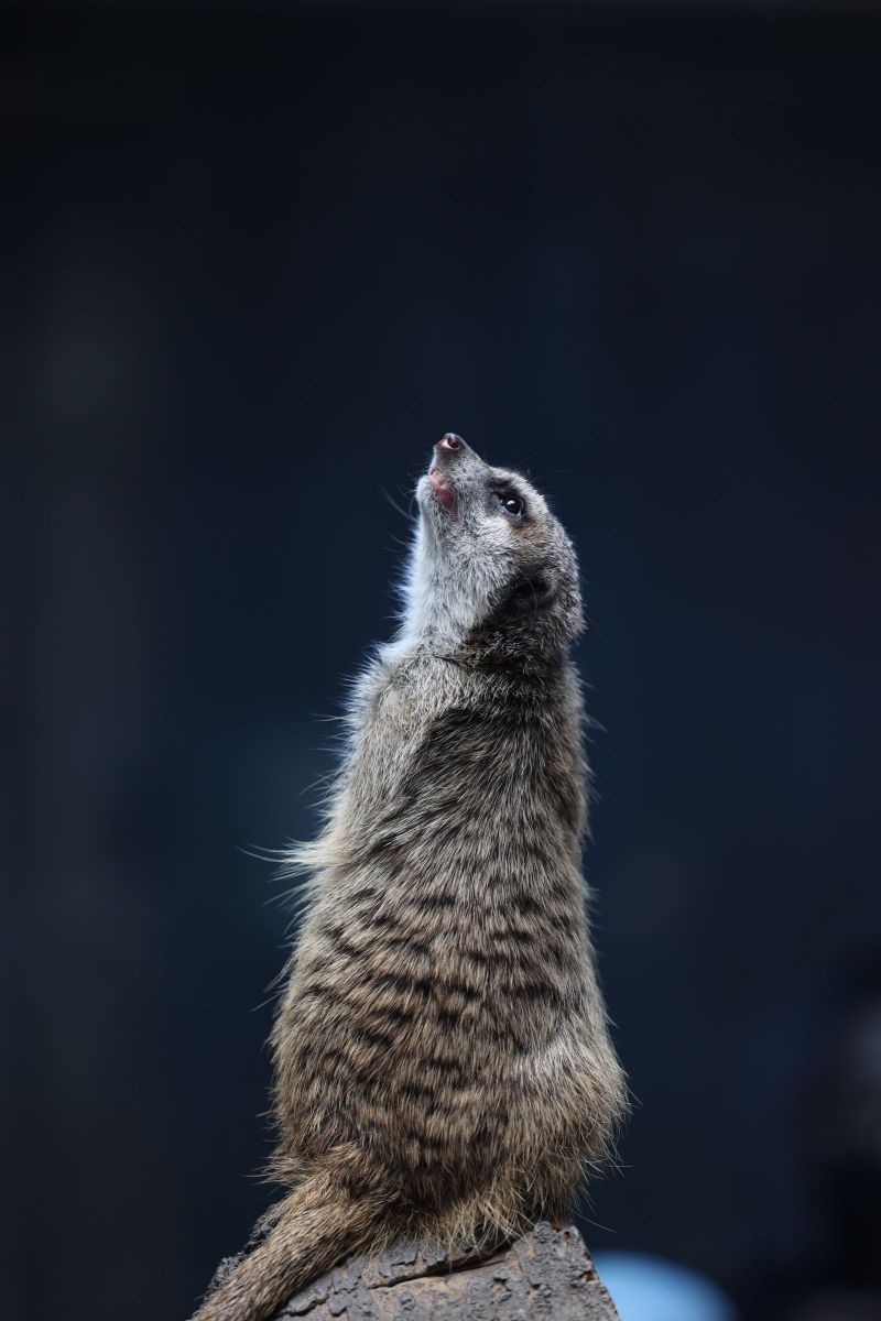 故郷を想う GANREF