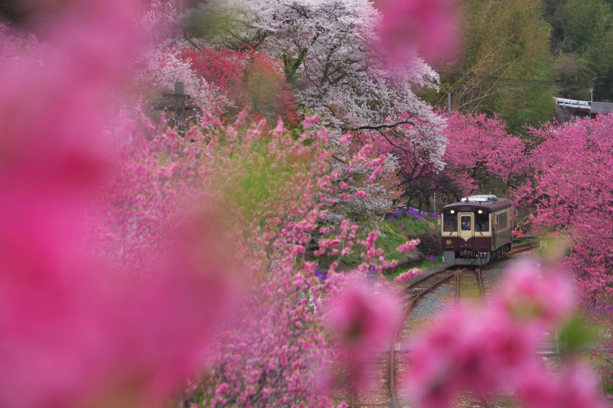 AF-S DX NIKKOR 55-300mm f/4.5-5.6G ED VRで撮影された写真 | 写真