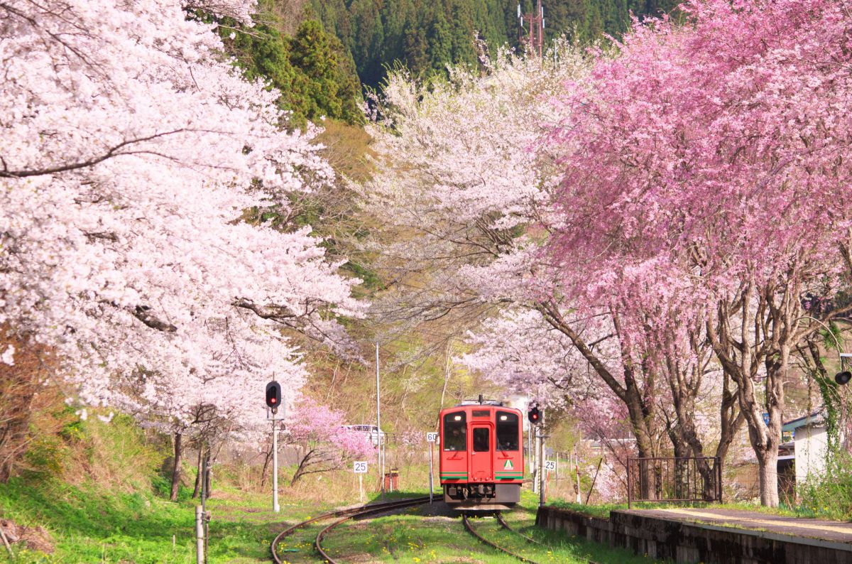 AF-S DX NIKKOR 55-300mm f/4.5-5.6G ED VRで撮影された写真 | 写真