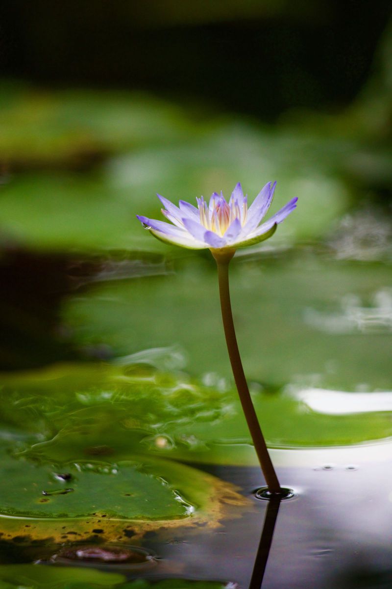 水上に咲く 植物 花 花びら Ganref