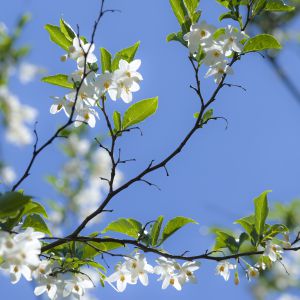 春ー白い花 植物 樹木 Ganref