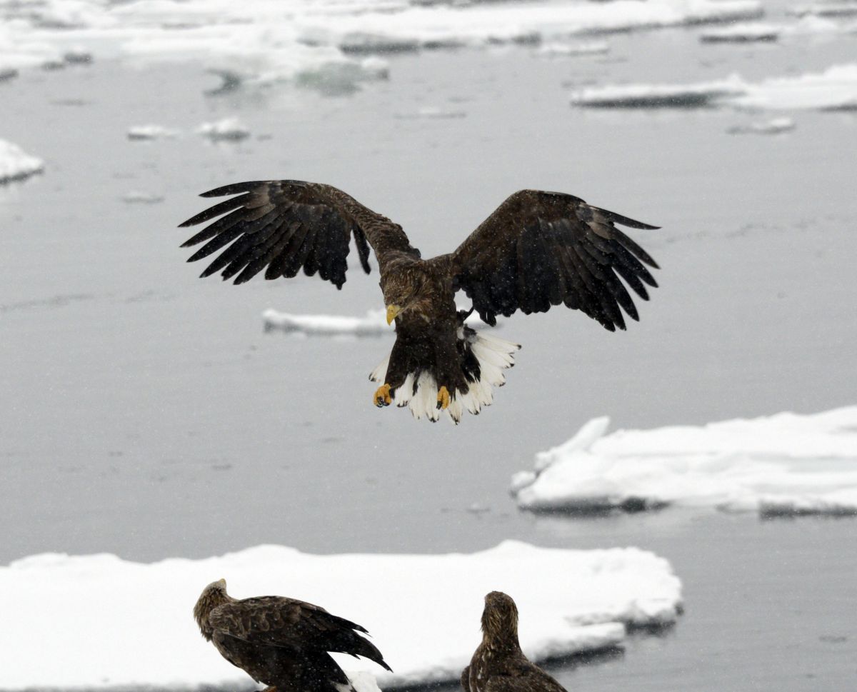 鷲の着地 動物 鳥類 Ganref 鷲の着地 動物 鳥類 Ganref