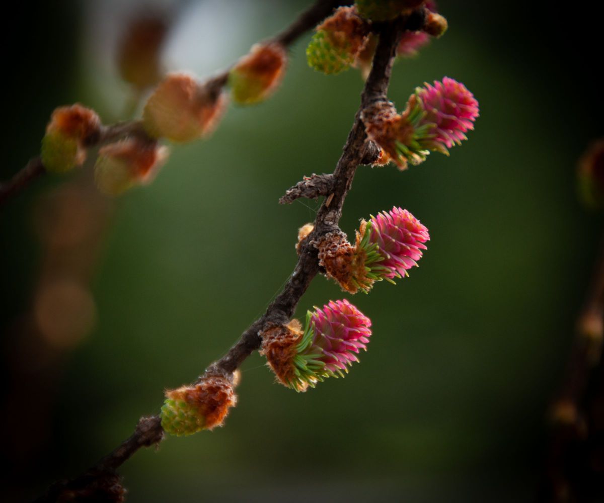 カラマツの花（松ぼっくりの赤ちゃん） | GANREF