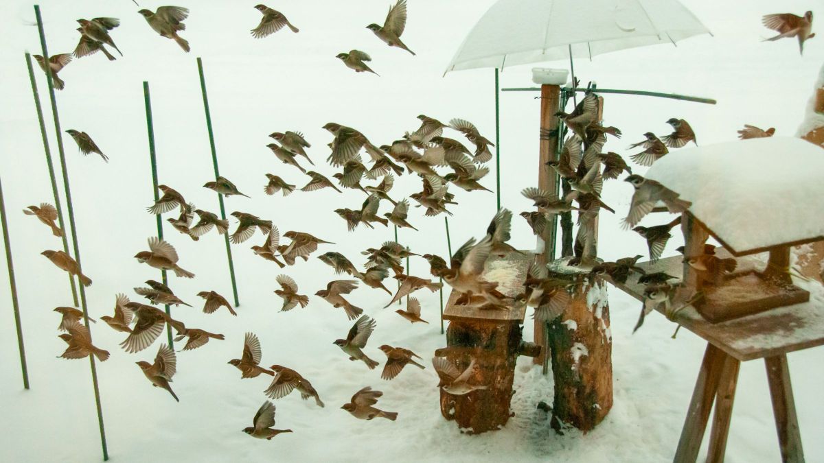 AF-S DX NIKKOR 18-200mm f/3.5-5.6G ED VR IIで撮影された写真 | 写真