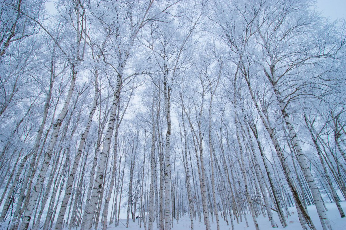 白嶺　雪景色 MDAwMDA0OTc4MQ_MC4zMjcyNDAwMCA