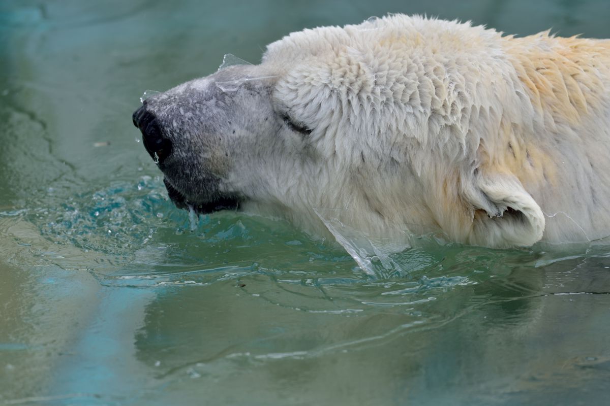 生き返る 動物 その他の海の生物 Ganref