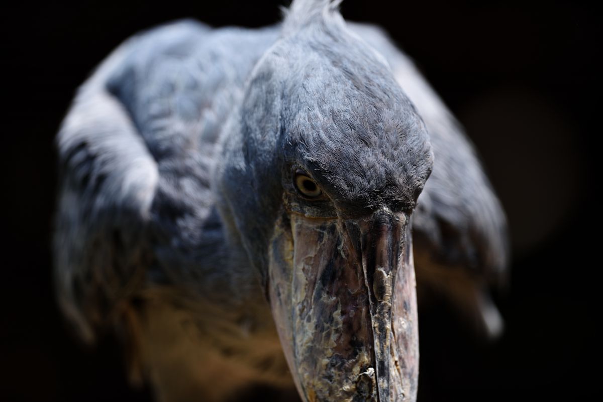 使い魔 動物 鳥類 Ganref