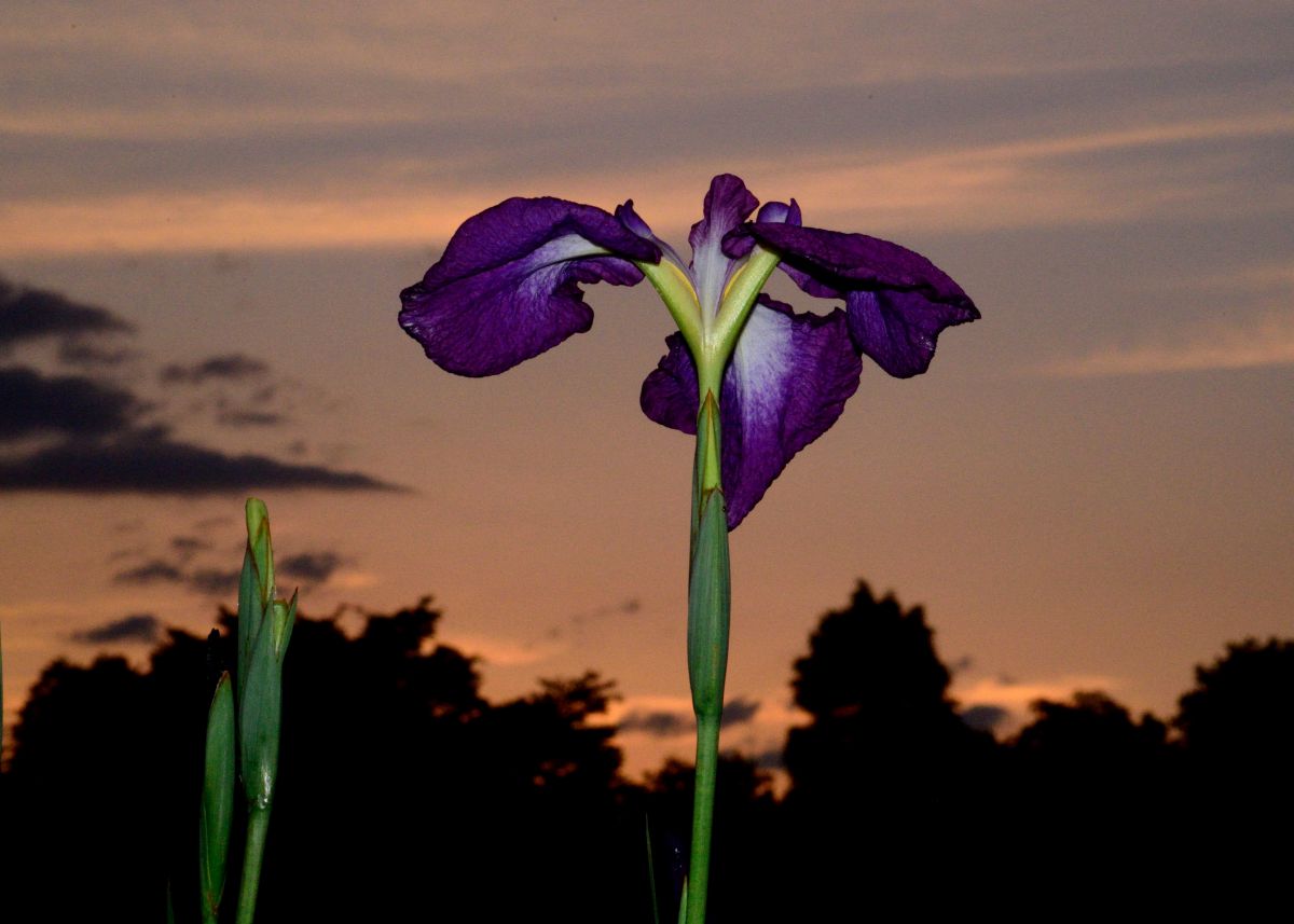 夕暮れの頃 植物 花 花びら Ganref