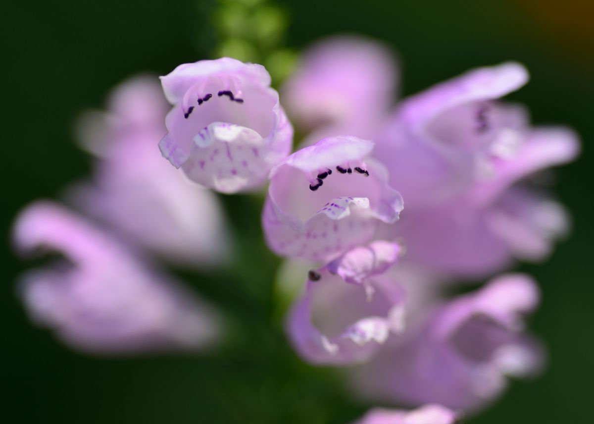 コーラス 植物 花 花びら Ganref