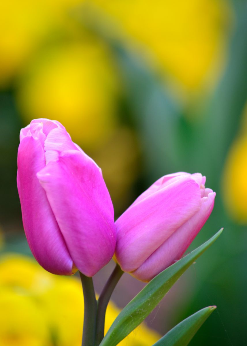 仲良し 植物 花 花びら Ganref
