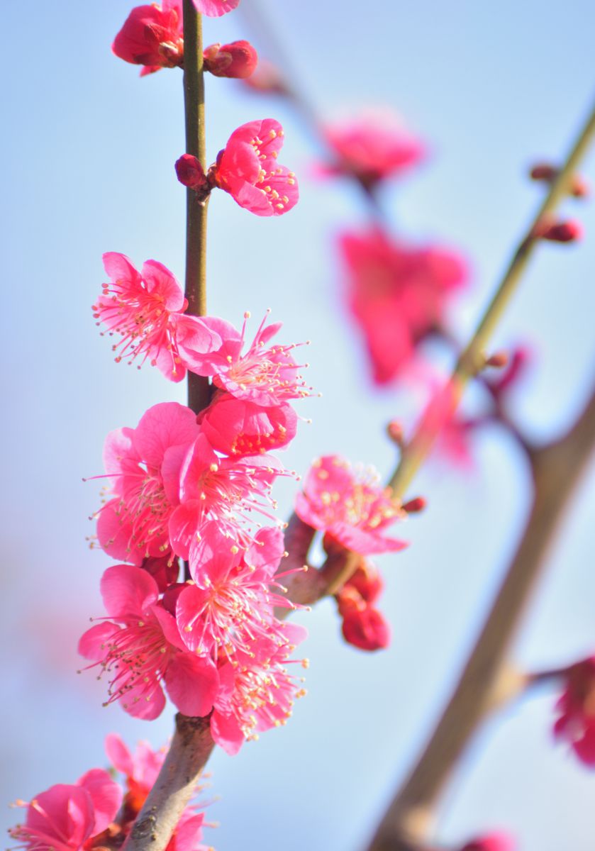 紅梅 植物 花 花びら Ganref