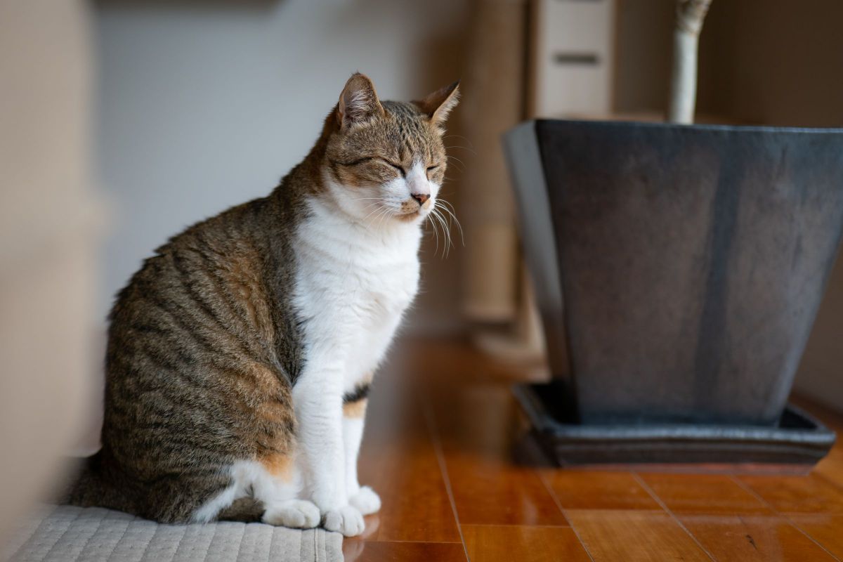 【作例あり】LUMIX 50mm F1.8 backend=imagemagick;version=1;