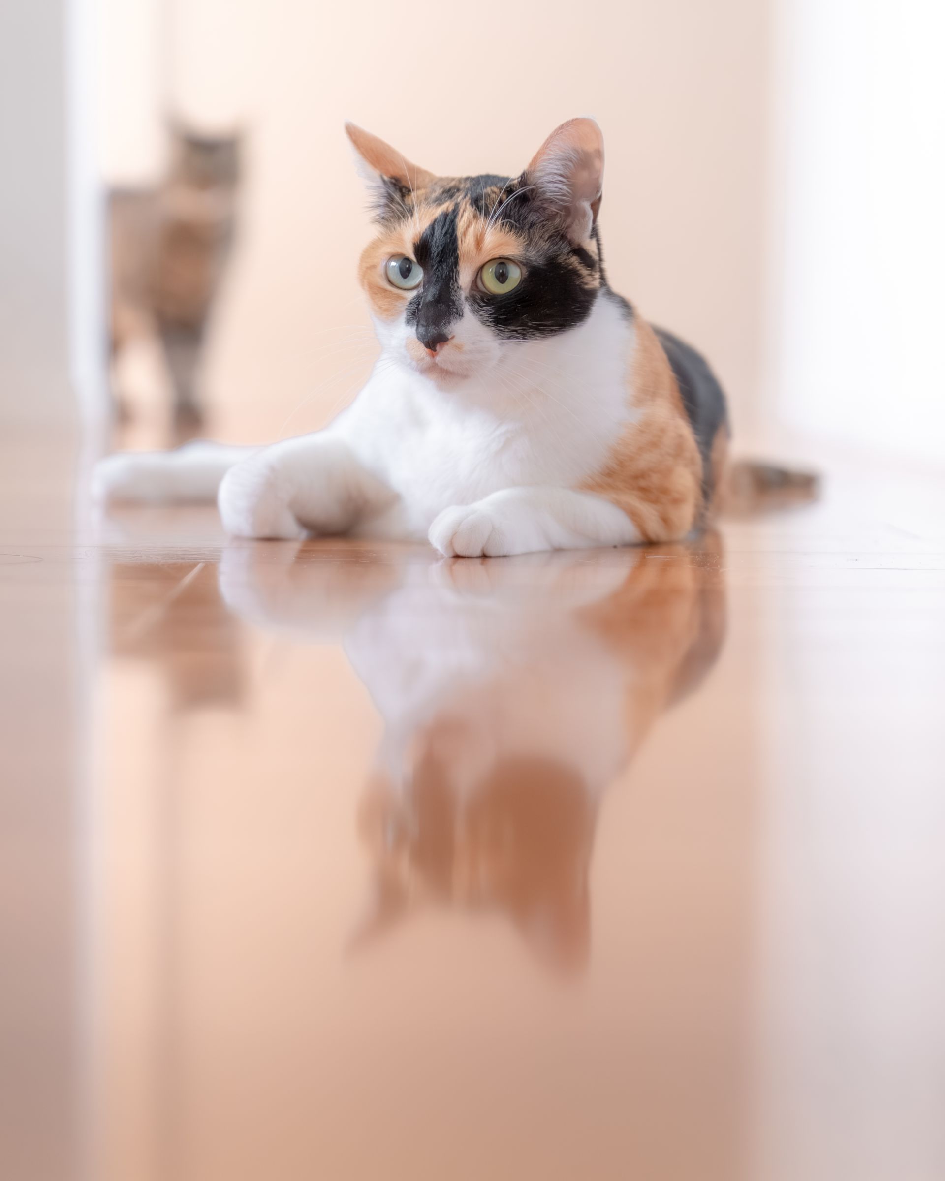 YU。猫　　プロフ確認願 愛猫 | GANREF