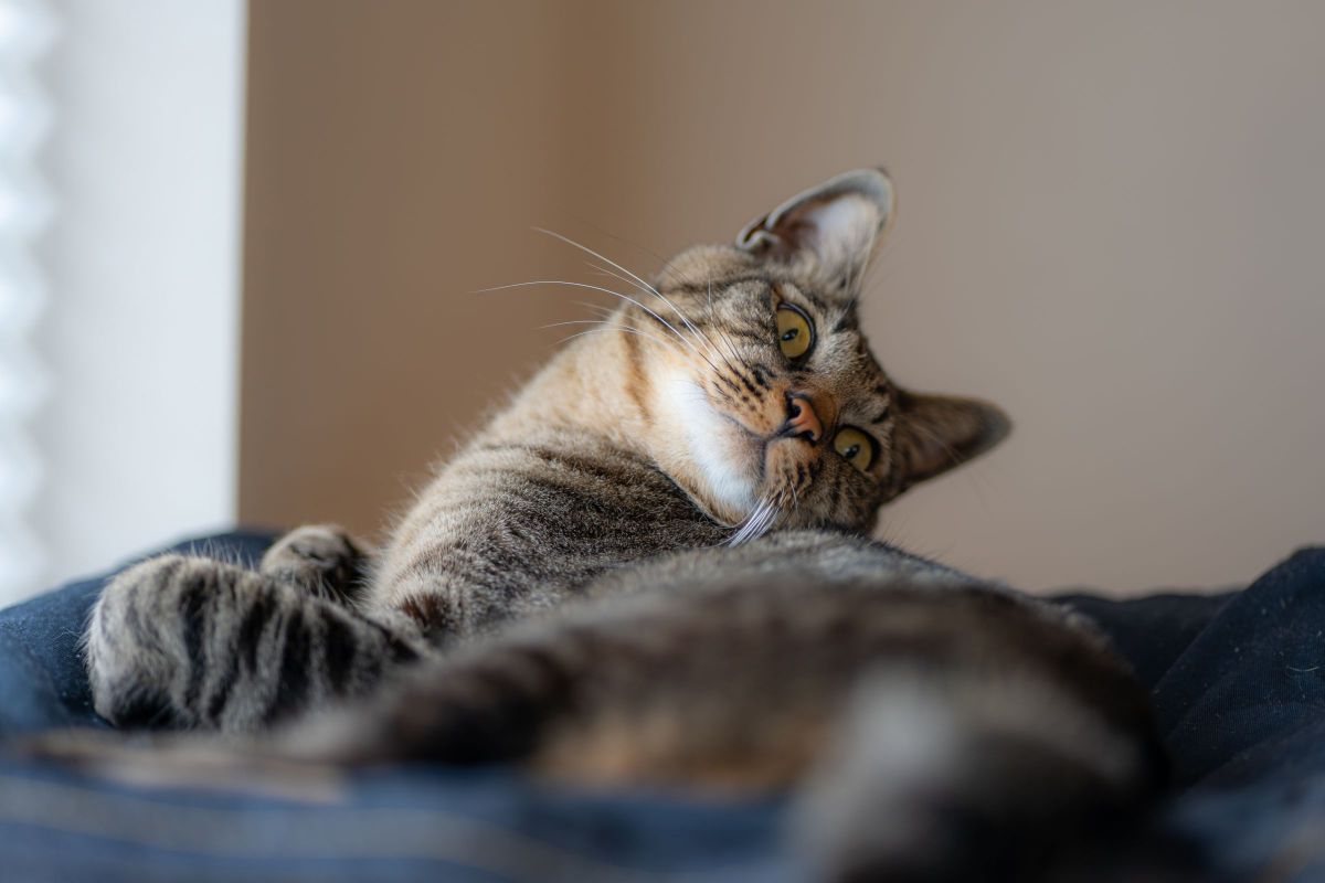 LUMIX S 85mm F1.8で撮影された写真 | 写真検索 | GANREF