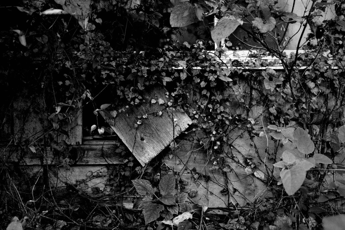 Gr3 ハイコントラスト白黒 自然 風景 その他 Ganref