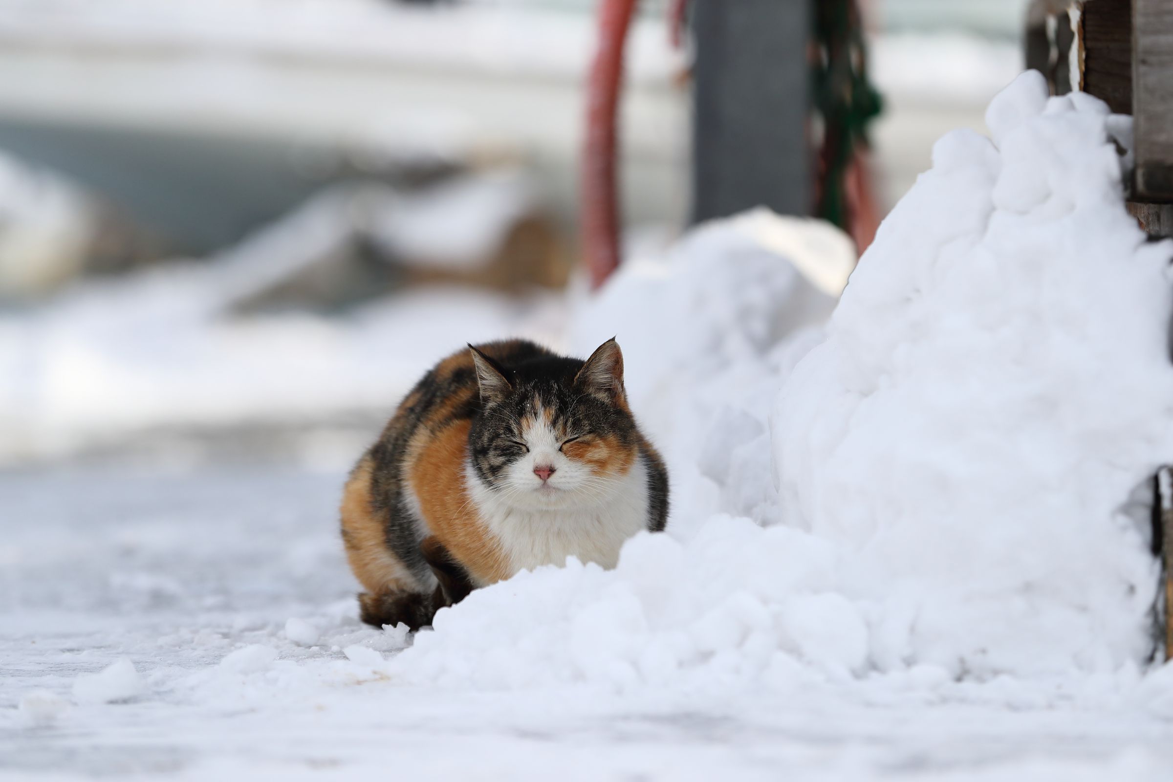 雪国の猫 | GANREF