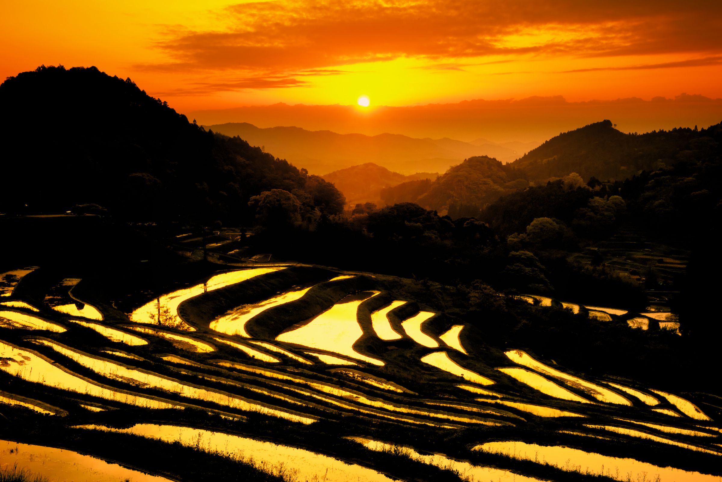 大山千枚田 七変化 其の伍 | GANREF