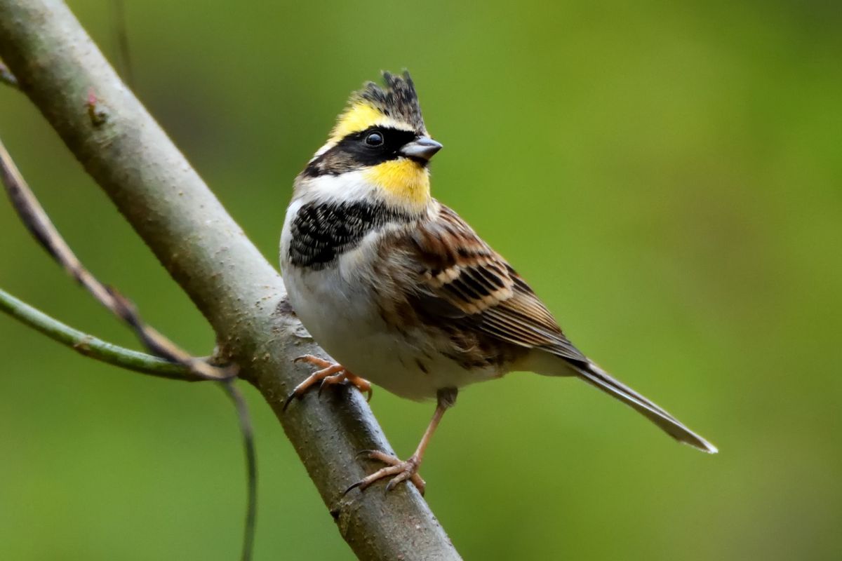 ミヤマホオジロの頭頂 動物 鳥類 Ganref