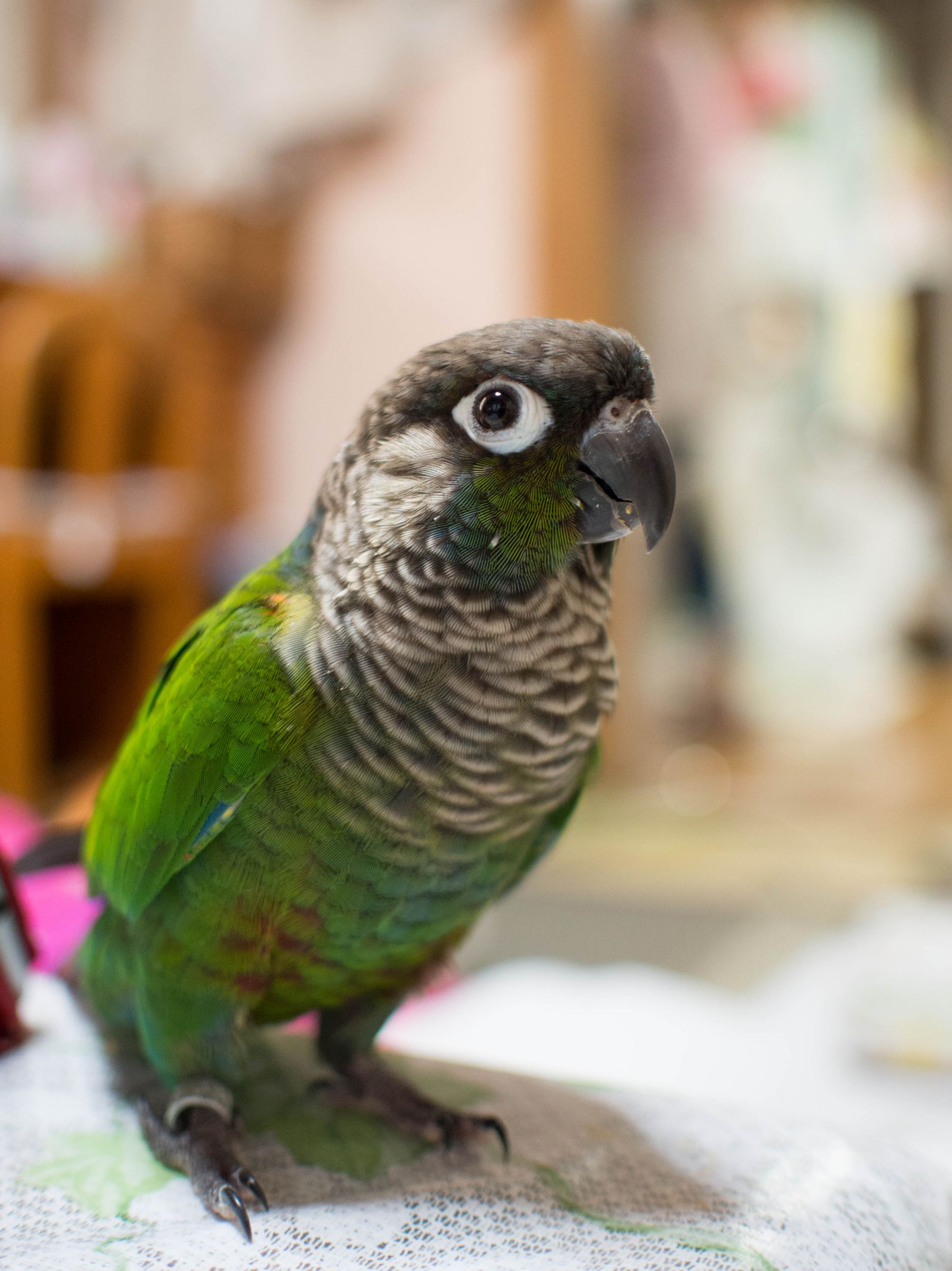 ウロコインコ | GANREF