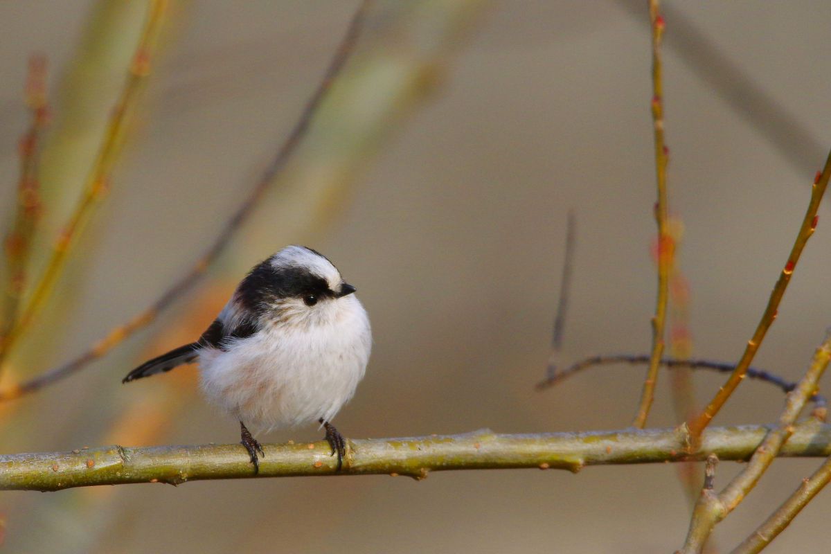 冬の妖精 動物 鳥類 Ganref 冬の妖精 動物 鳥類 Ganref