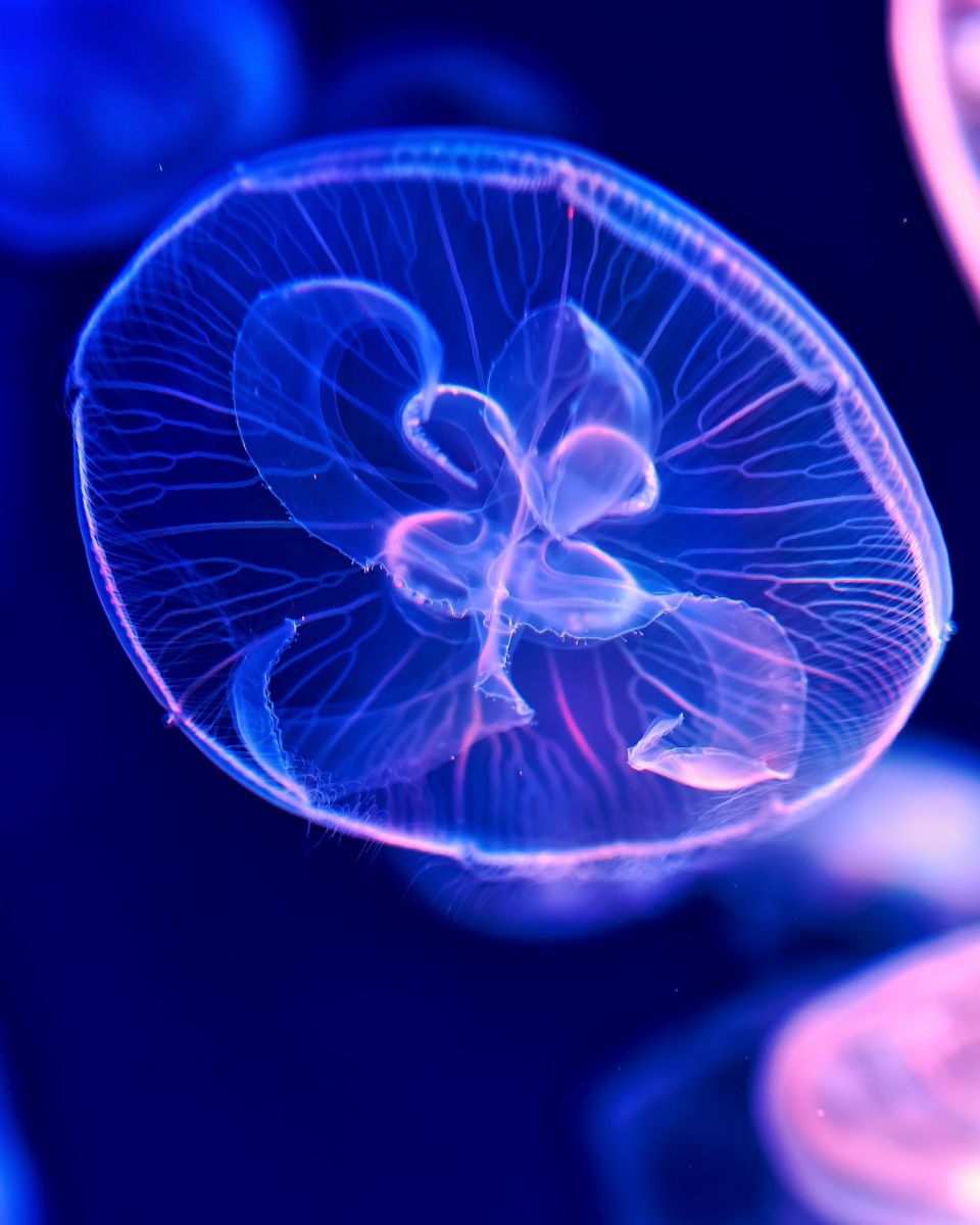 青 赤 紫 動物 その他の海の生物 Ganref 青 赤 紫 動物 その他の海の生物 Ganref